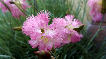 Картинка цветы гвоздики розовая гвоздика шабо