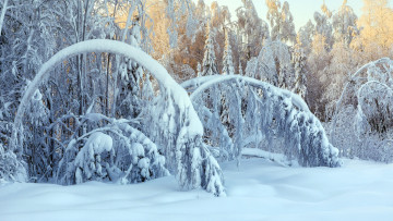 Картинка природа зима лес деревья сугробы снег