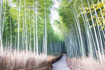 Картинка природа дороги бамбук тропа