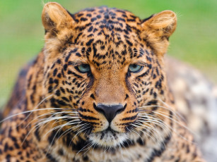 Картинка леопард животные леопарды морда усы взгляд