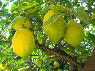 Картинка природа плоды много лимоны дерево