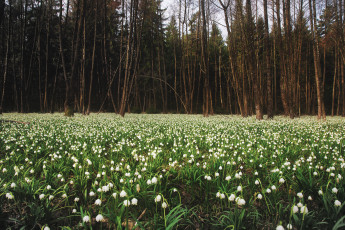 Картинка природа лес весна поляна подснежники
