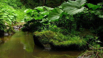 Картинка природа реки озера вода мох камень листья