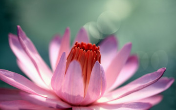Картинка цветы лилии водяные нимфеи кувшинки лепестки