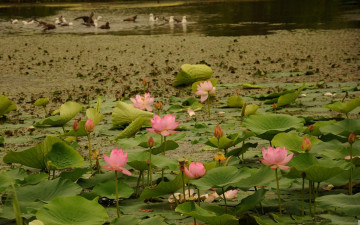 Картинка цветы лотосы водоем птицы лилии