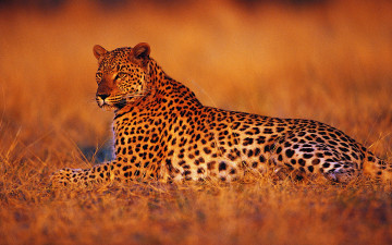 Картинка животные леопарды леопард лежит смотрит