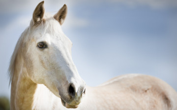 Картинка животные лошади небо конь