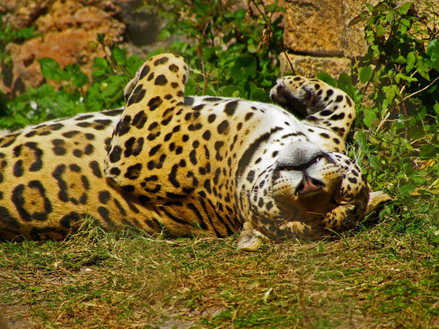 Обои картинки фото животные, Ягуары, трава, отдых, балжёж, лежит, ягуар