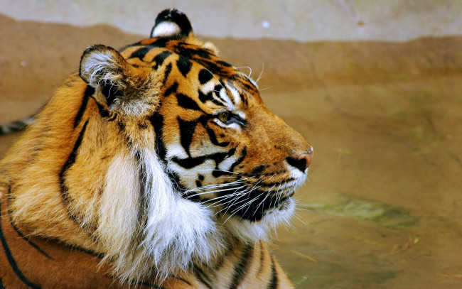 Обои картинки фото животные, тигры, тигр, морда, профиль
