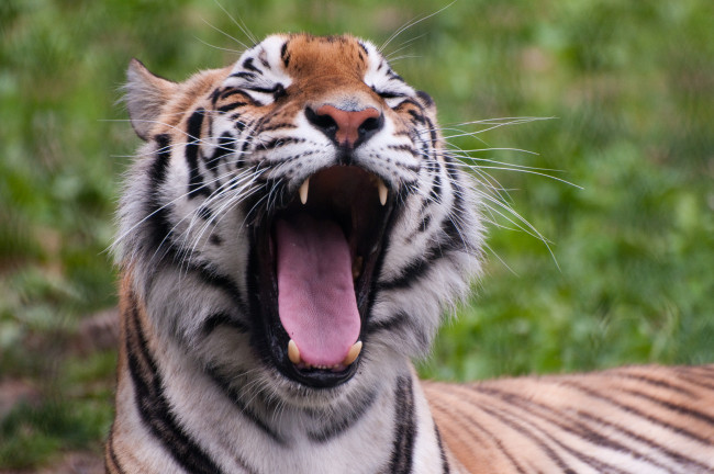 Обои картинки фото panthera, tigris, franklin, park, zoo, massachusetts, usa, животные, тигры, тигр, морда, зевает