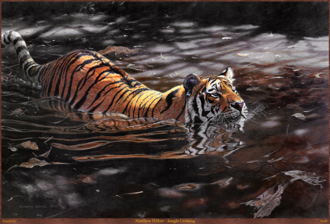 Обои картинки фото matthew, hillier, jungle, crossing, рисованные, вода, тигр