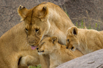 Картинка животные львы мама малыши любовь