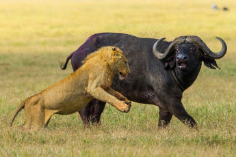 Картинка животные разные вместе африканский буйвол лев