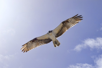 Картинка животные птицы хищники полет орел osprey