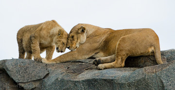 Картинка животные львы материнская любовь