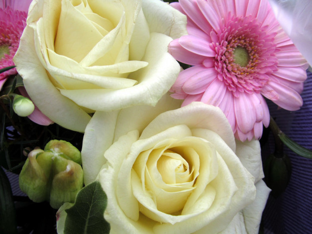 Обои картинки фото цветы, разные, вместе, розы, гербера