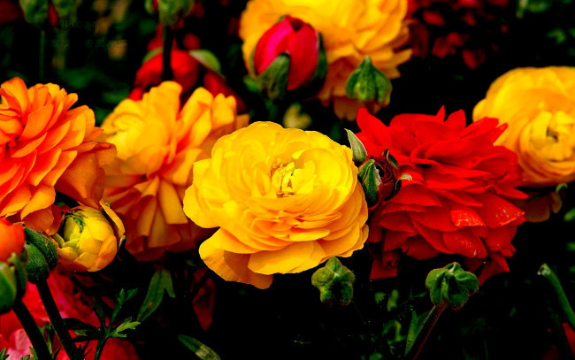Обои картинки фото цветы, ранункулюс, азиатский, лютик, оранжевый, желтый, красный