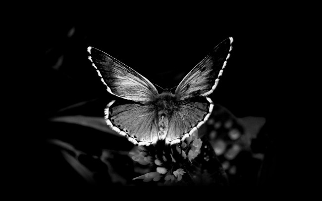 Обои картинки фото животные, бабочки, крылья