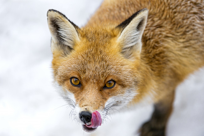 Обои картинки фото животные, лисы, рыжая, нос, язык