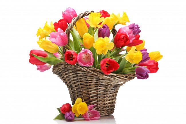 Обои картинки фото цветы, тюльпаны, корзинка, нарциссы, желтый, розовый, красный
