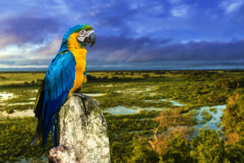 Картинка животные попугаи ветка попугай птица