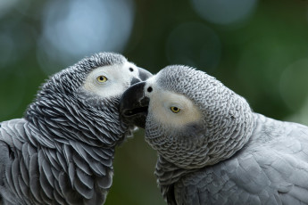 Картинка животные попугаи ветка птицы пара поцелуй