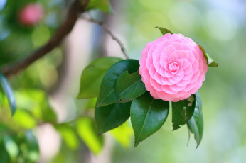 Картинка цветы камелии розовая комелия листья ветка