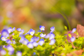 Картинка цветы немофилы +вероники весна