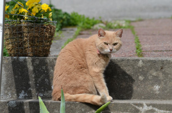 Картинка животные коты корзина цветы ступени кот рыжий взгляд