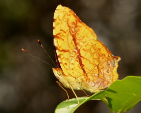 Картинка животные бабочки +мотыльки +моли крылья бабочка макро itchydogimages
