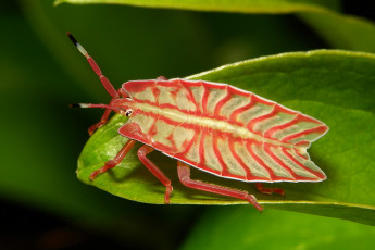 Картинка животные насекомые макро itchydogimages усики лист жук клоп лапки