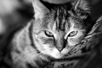 Картинка животные коты кошка ковер взгляд серая полосатая