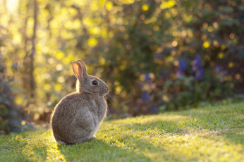 Картинка животные кролики +зайцы зайка природа