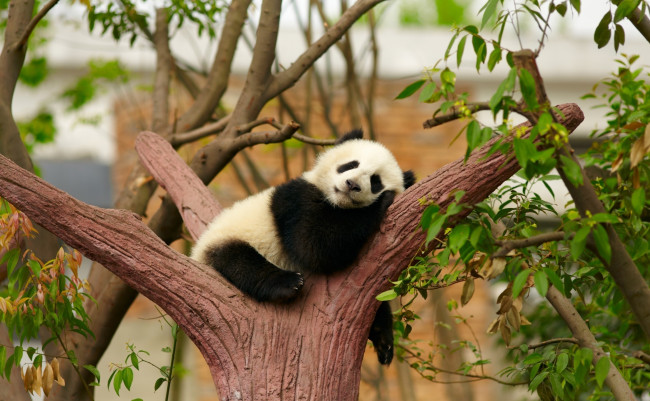 Обои картинки фото маленькая панда, животные, панды, маленькая, панда