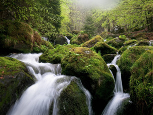 Картинка природа реки озера камни лес мох поток