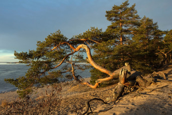 Картинка природа деревья корни сосны приморье вода песок alexomram