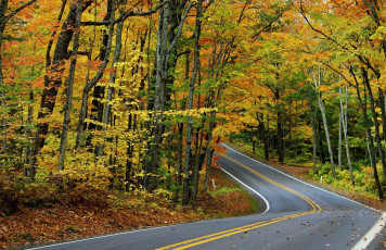 Картинка природа дороги листья лес осень деревья дорога