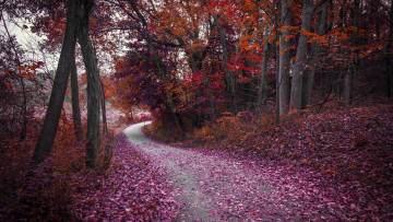 Картинка природа дороги дорога лес деревья осень пейзаж