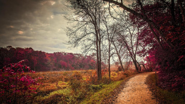 Картинка природа дороги лес дорога деревья осень пейзаж