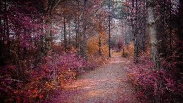 Картинка природа дороги лес пейзаж деревья дорога осень