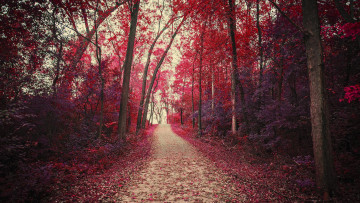 Картинка природа дороги лес пейзаж дорога деревья осень