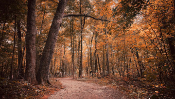 Картинка природа дороги пейзаж лес осень дорога деревья