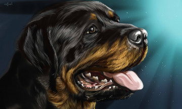 Картинка рисованное животные +собаки собака rottweiler ротвейлер
