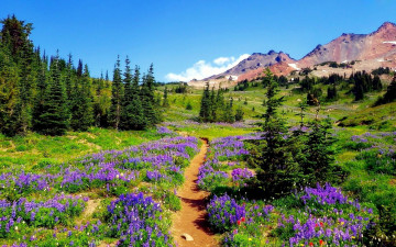 Картинка природа пейзажи горы тропинка цветы