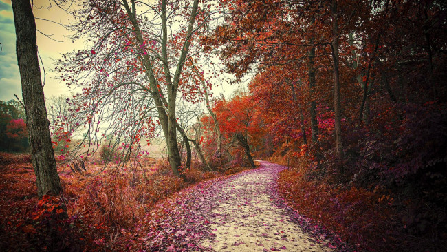 Обои картинки фото природа, дороги, лес, осень, пейзаж, деревья, дорога