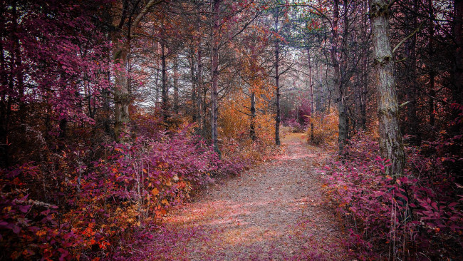 Обои картинки фото природа, дороги, лес, пейзаж, деревья, дорога, осень