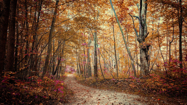 Обои картинки фото природа, дороги, осень, дорога, лес, деревья, пейзаж