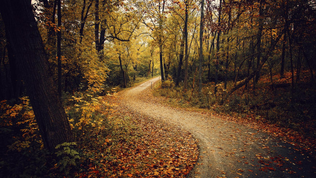 Обои картинки фото природа, дороги, осень, лес, деревья, дорога, пейзаж