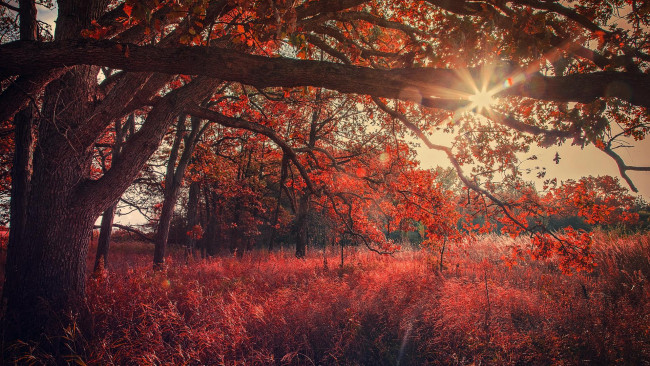 Обои картинки фото природа, лес, пейзаж, деревья, осень
