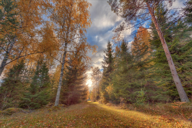 Обои картинки фото природа, дороги, лес, осень, пейзаж, дорога, деревья